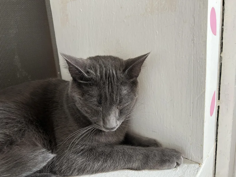 Lavender thumbnail 2