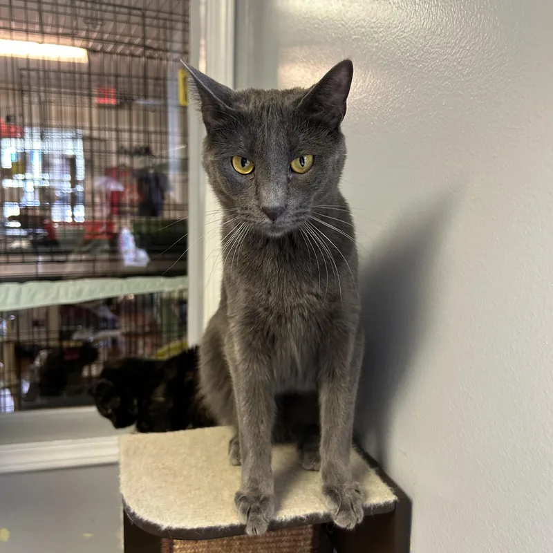 Lavender thumbnail 4