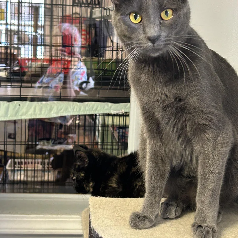 Lavender thumbnail 5