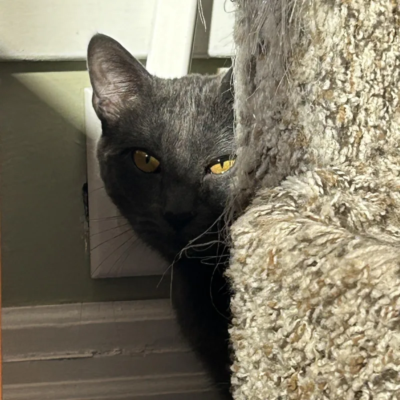 Lavender thumbnail 6