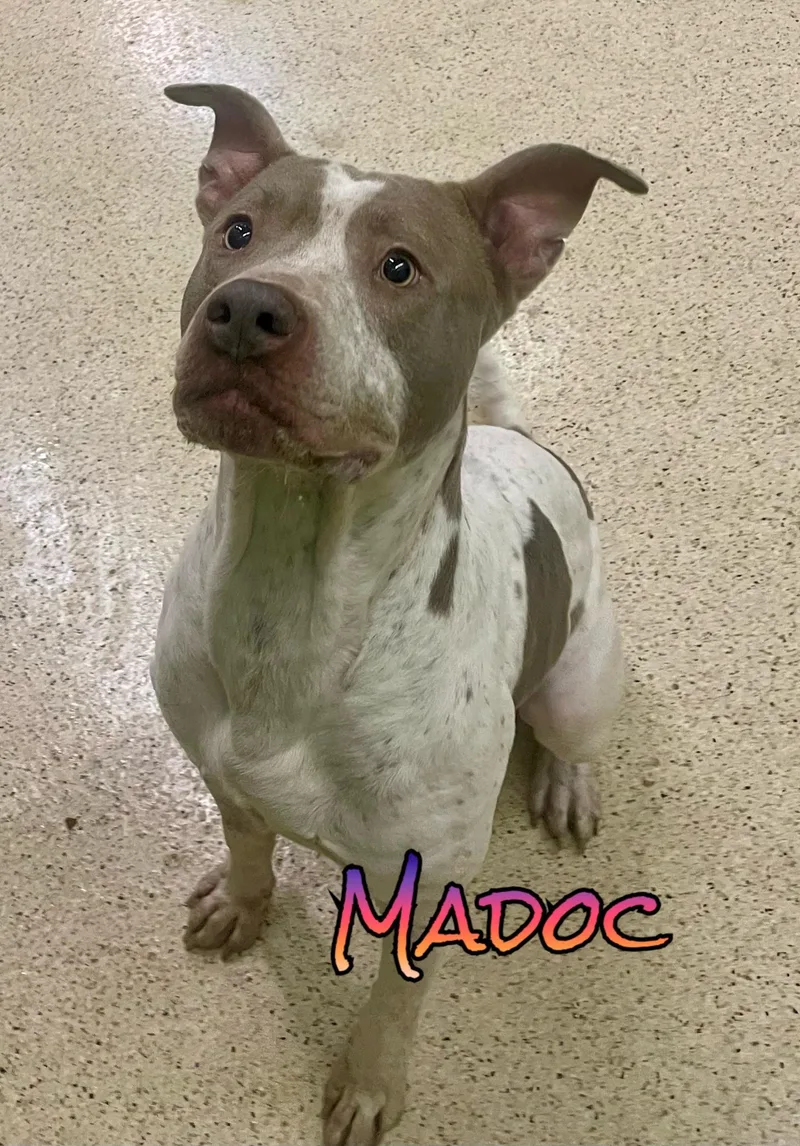 Madoc