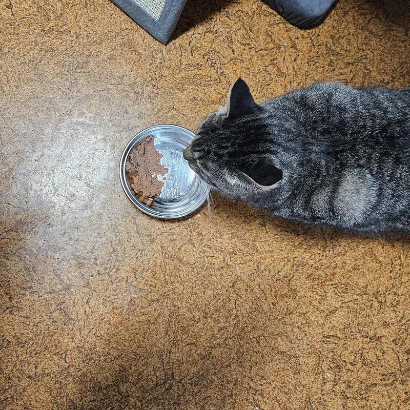 Betty Boop thumbnail 2