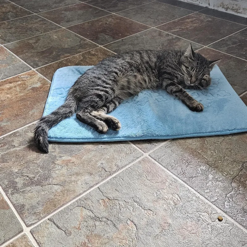 Betty Boop thumbnail 3