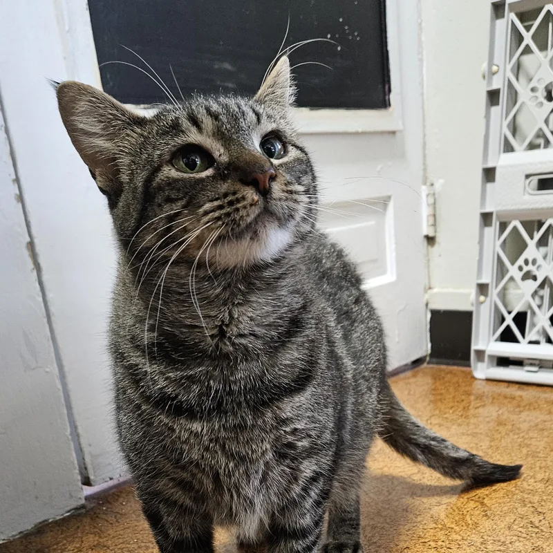 Betty Boop thumbnail 4