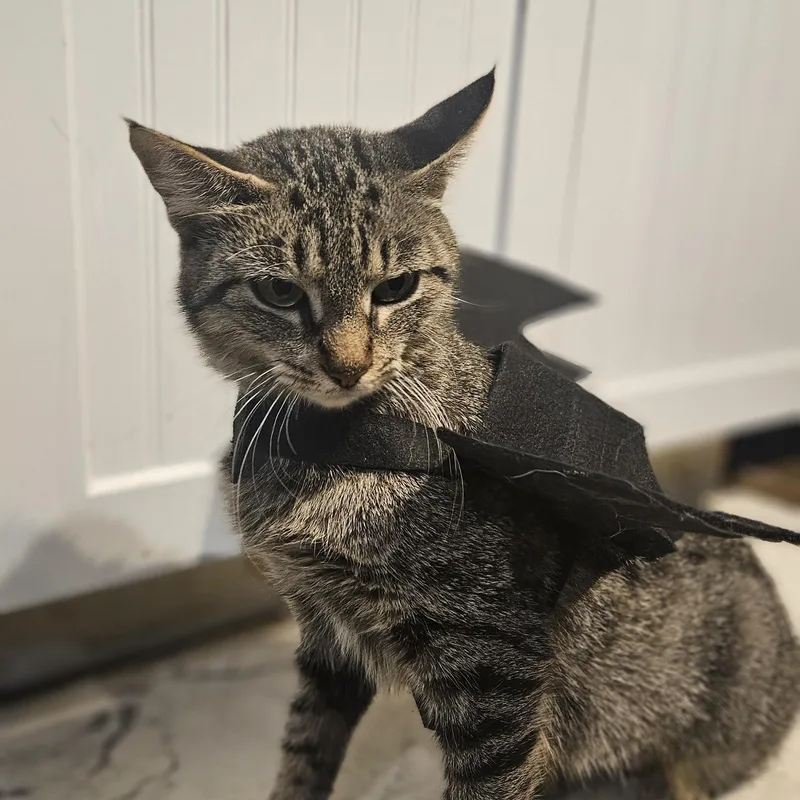 Betty Boop thumbnail 5