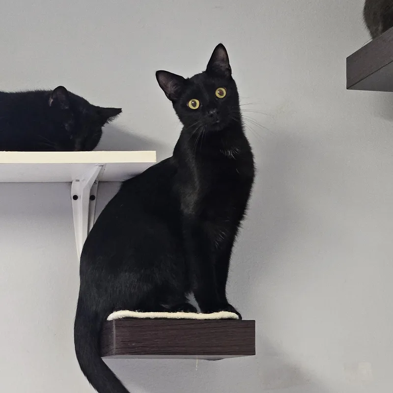 Blackberry thumbnail 2