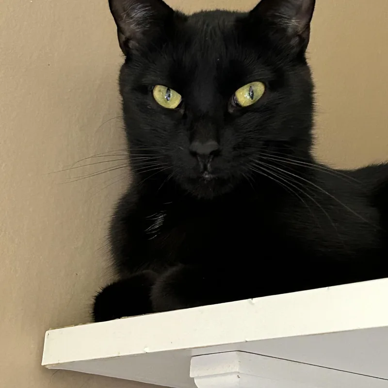 Blackberry thumbnail 3