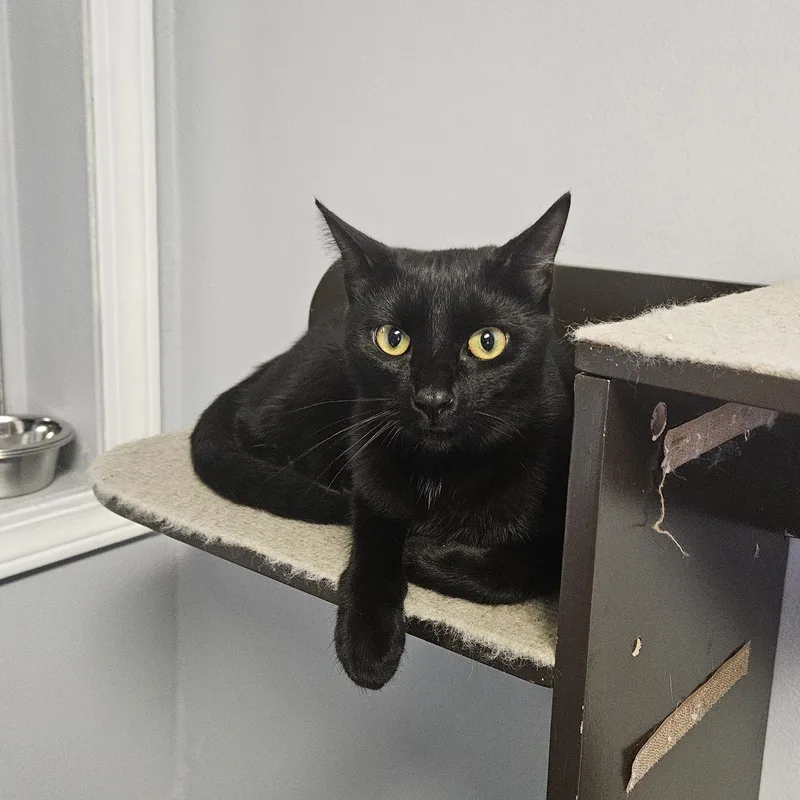 Blackberry thumbnail 4