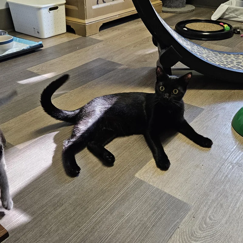 Blackberry thumbnail 5