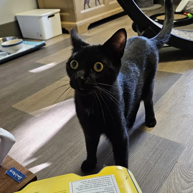 Blackberry thumbnail 6