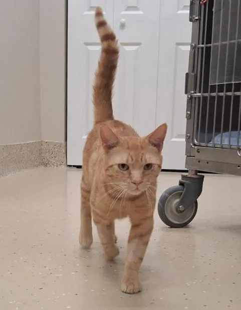 Cantaloupe thumbnail 2