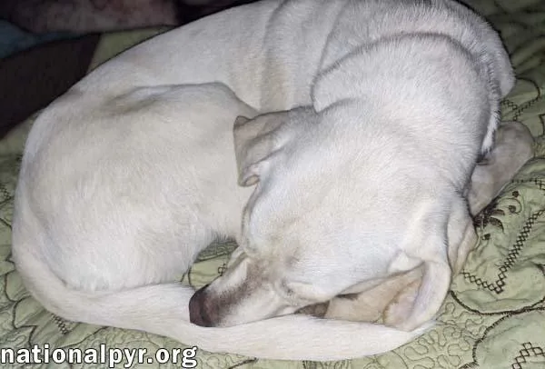 Princess In Tn  thumbnail 3