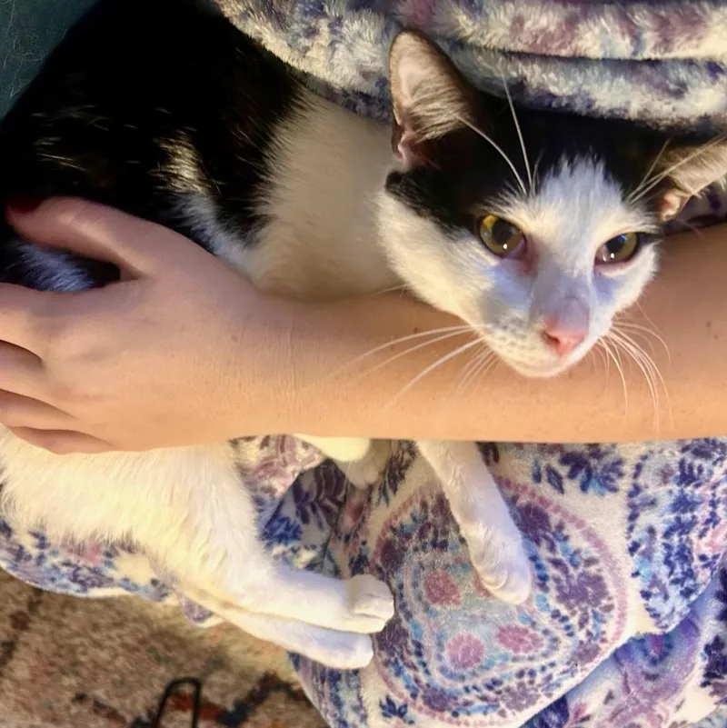 Sylvester thumbnail 2