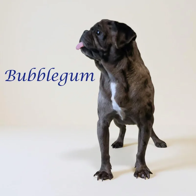 Bubblegum D thumbnail 2