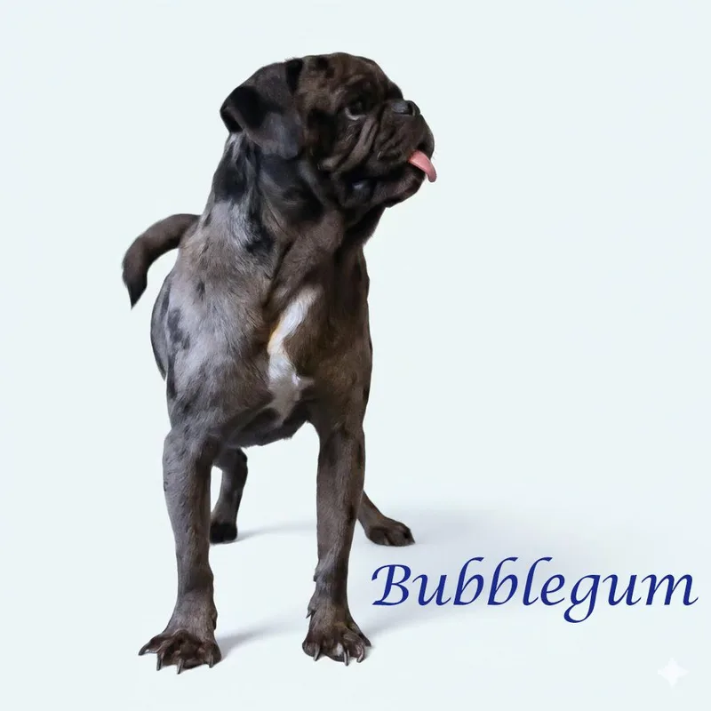 Bubblegum D thumbnail 3