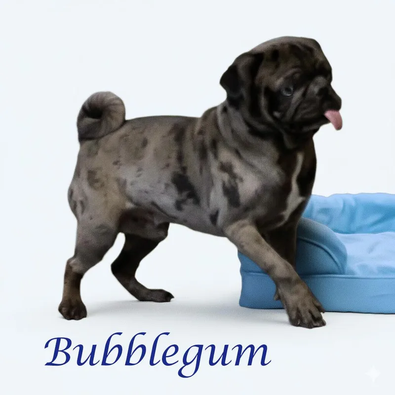 Bubblegum D thumbnail 4