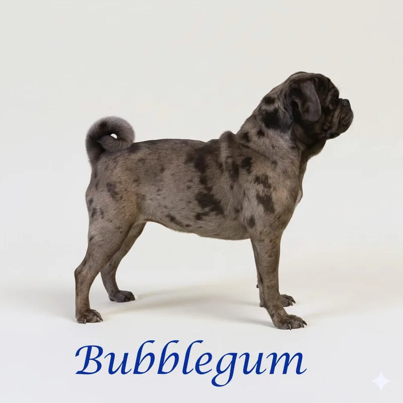 Bubblegum D thumbnail 5