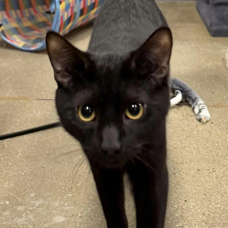 Midnight thumbnail 2