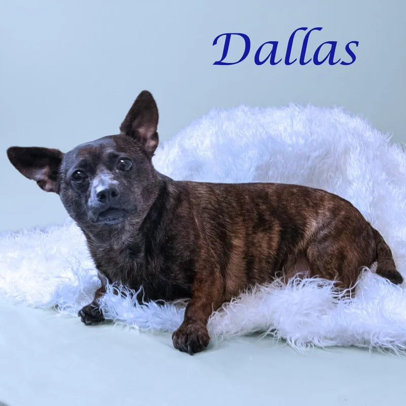 Dallas D