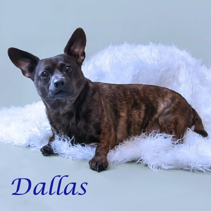 Dallas D thumbnail 2