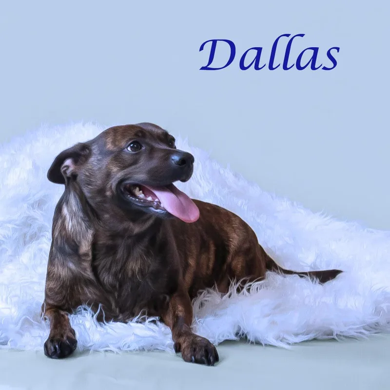 Dallas D thumbnail 3