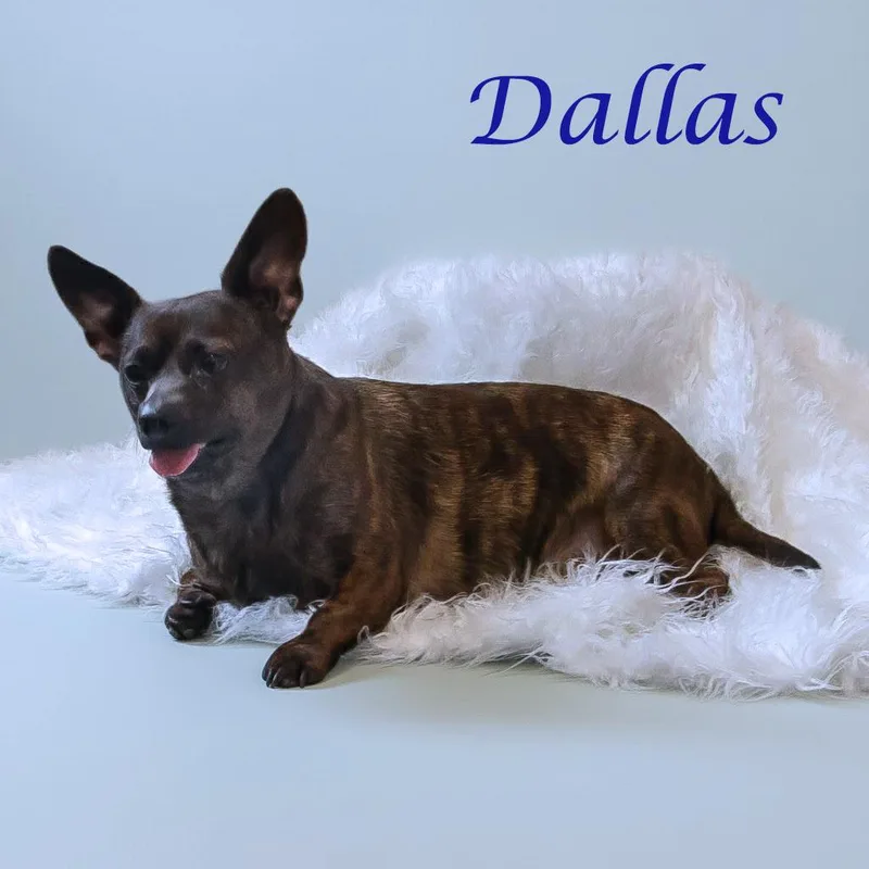 Dallas D thumbnail 4