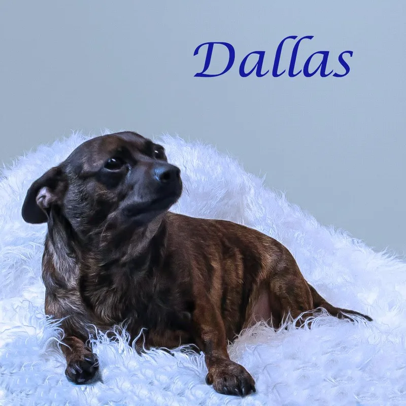 Dallas D thumbnail 5