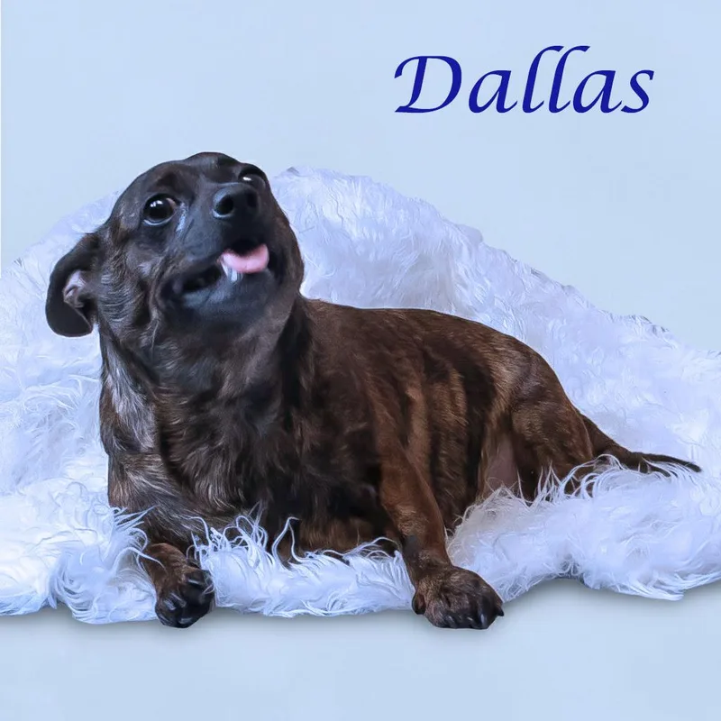 Dallas D thumbnail 6