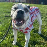 Spartacus thumbnail 2