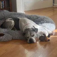 Spartacus thumbnail 3