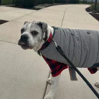 Spartacus thumbnail 4