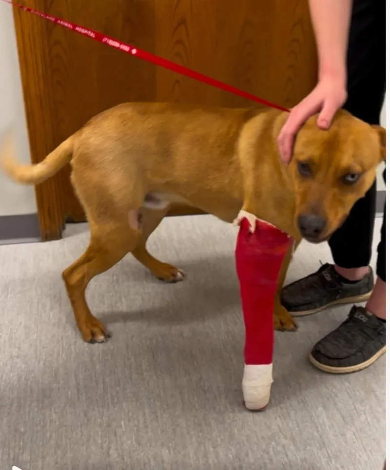 Trubidor thumbnail 2