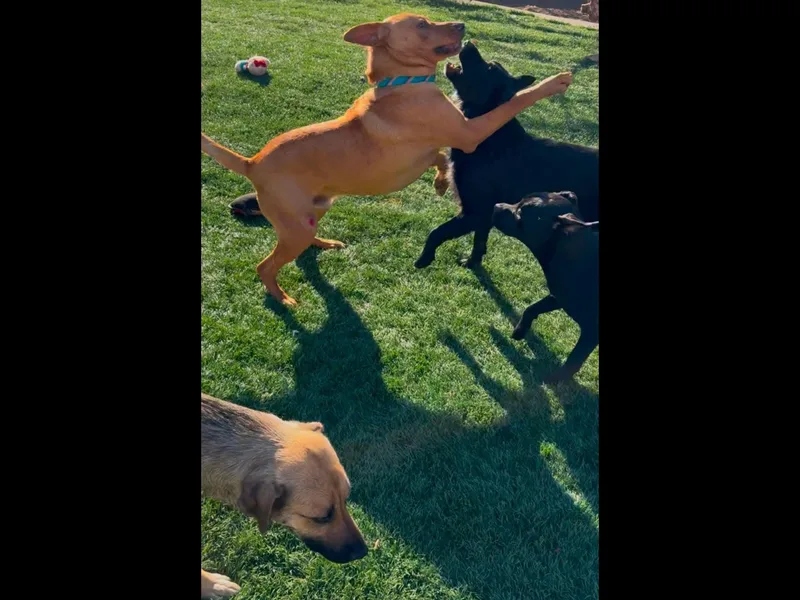 Trubidor thumbnail 4