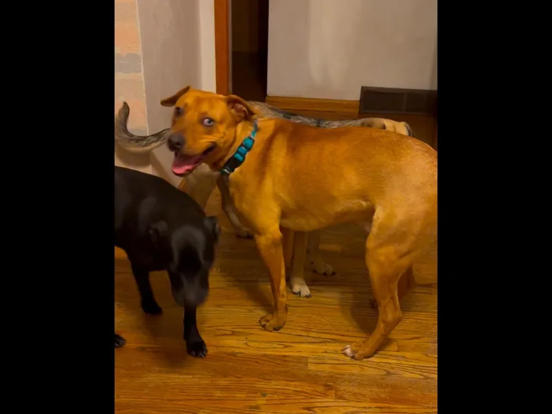 Trubidor thumbnail 5