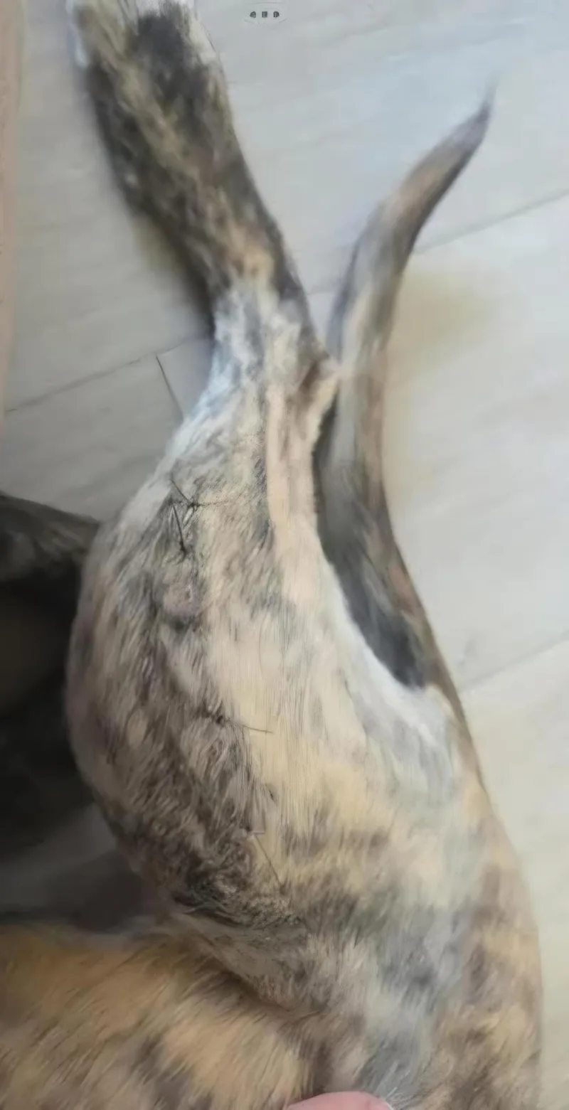 Willowby thumbnail 4