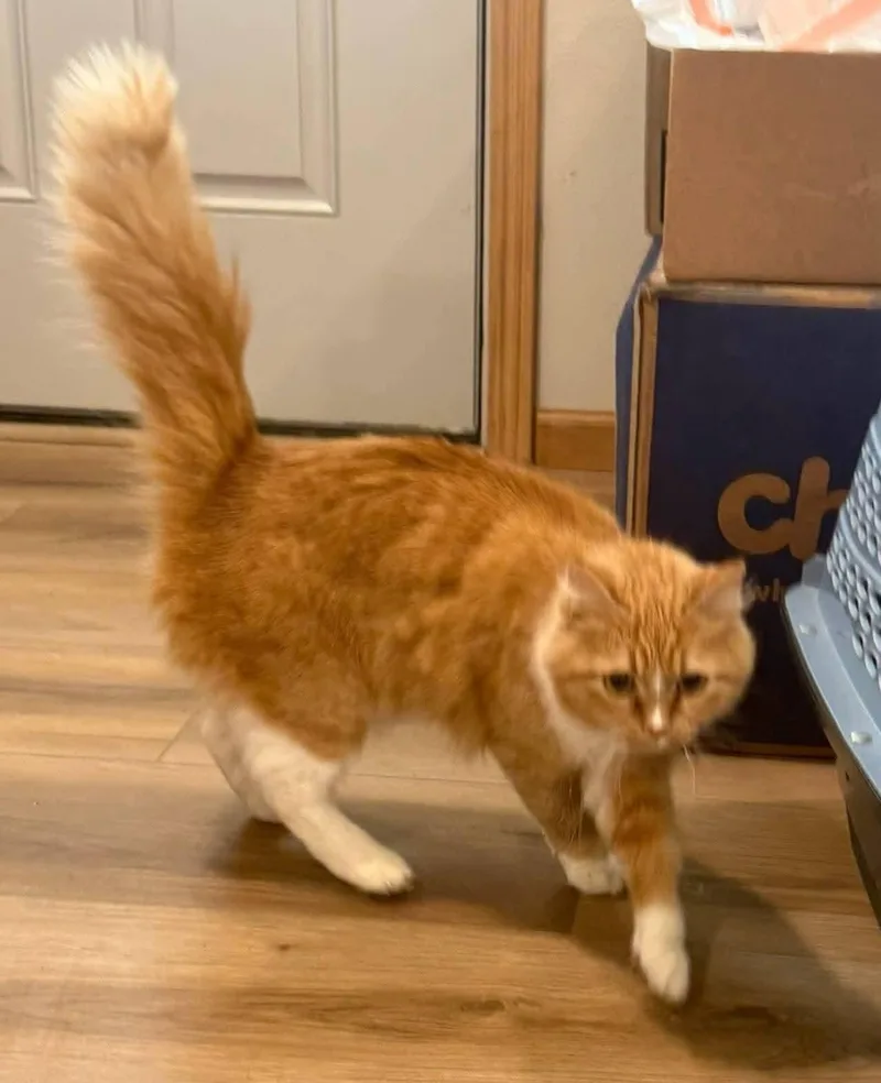 Clementine thumbnail 2