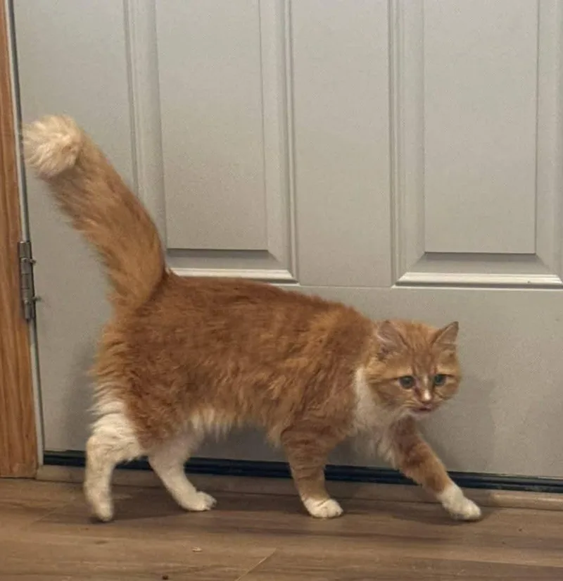 Clementine thumbnail 3