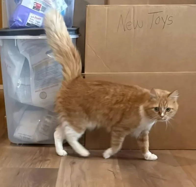 Clementine thumbnail 4