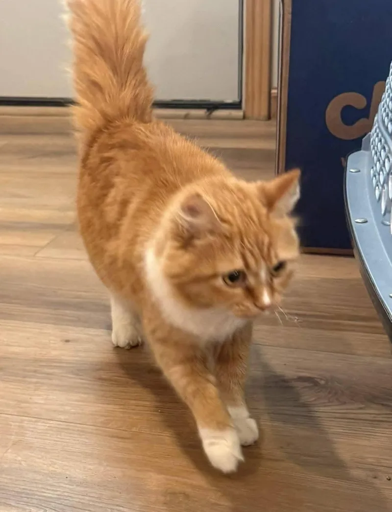 Clementine thumbnail 5