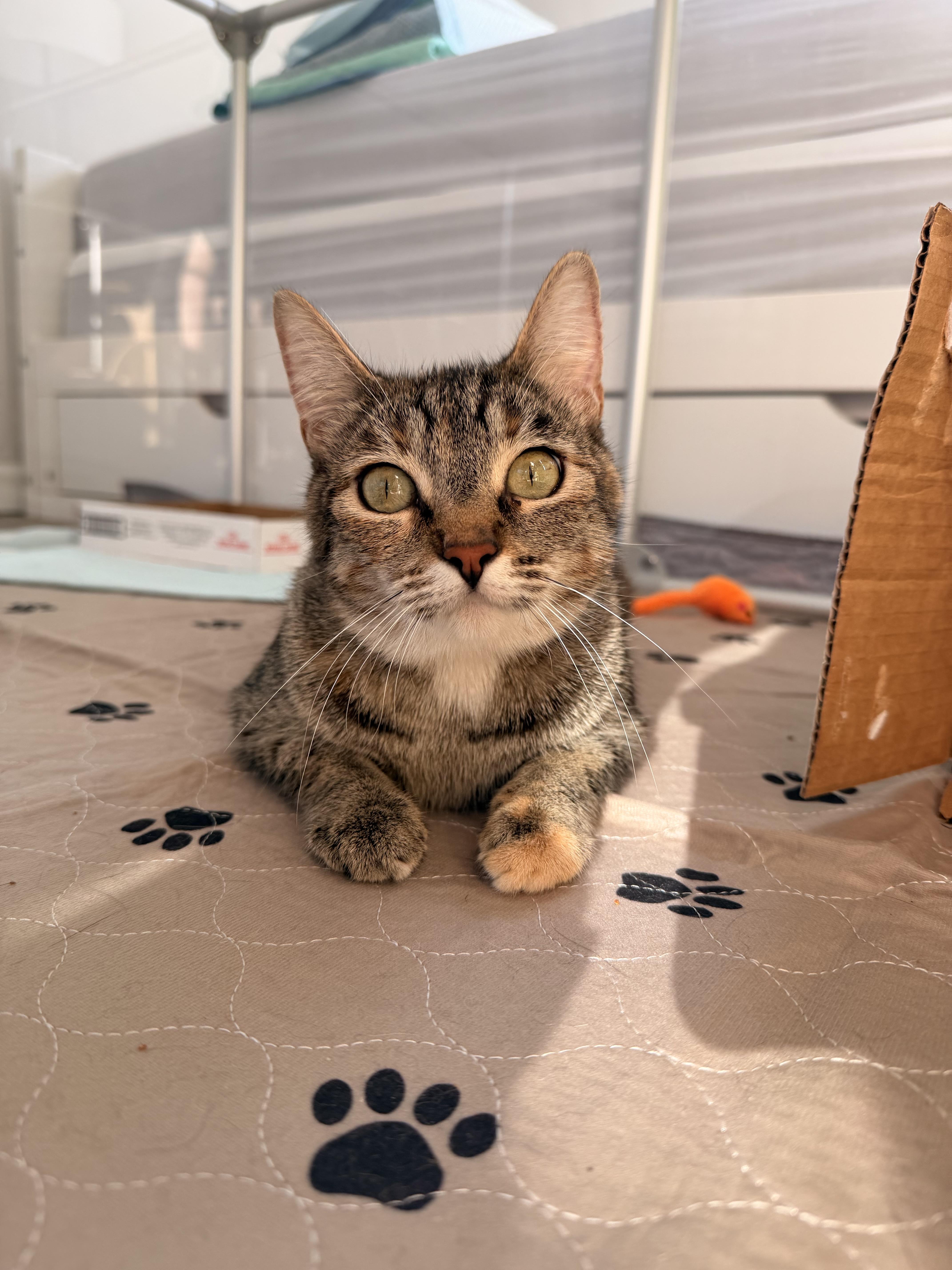 Rotisserie Chicken thumbnail 2