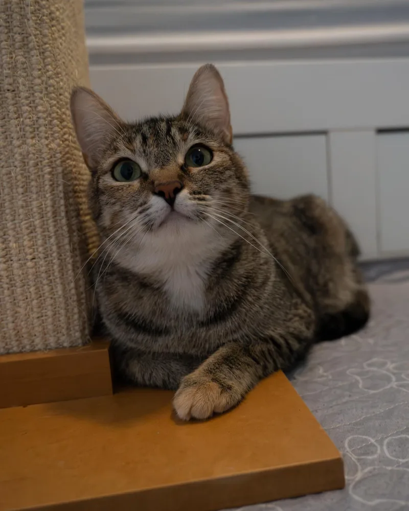 Rotisserie Chicken thumbnail 3