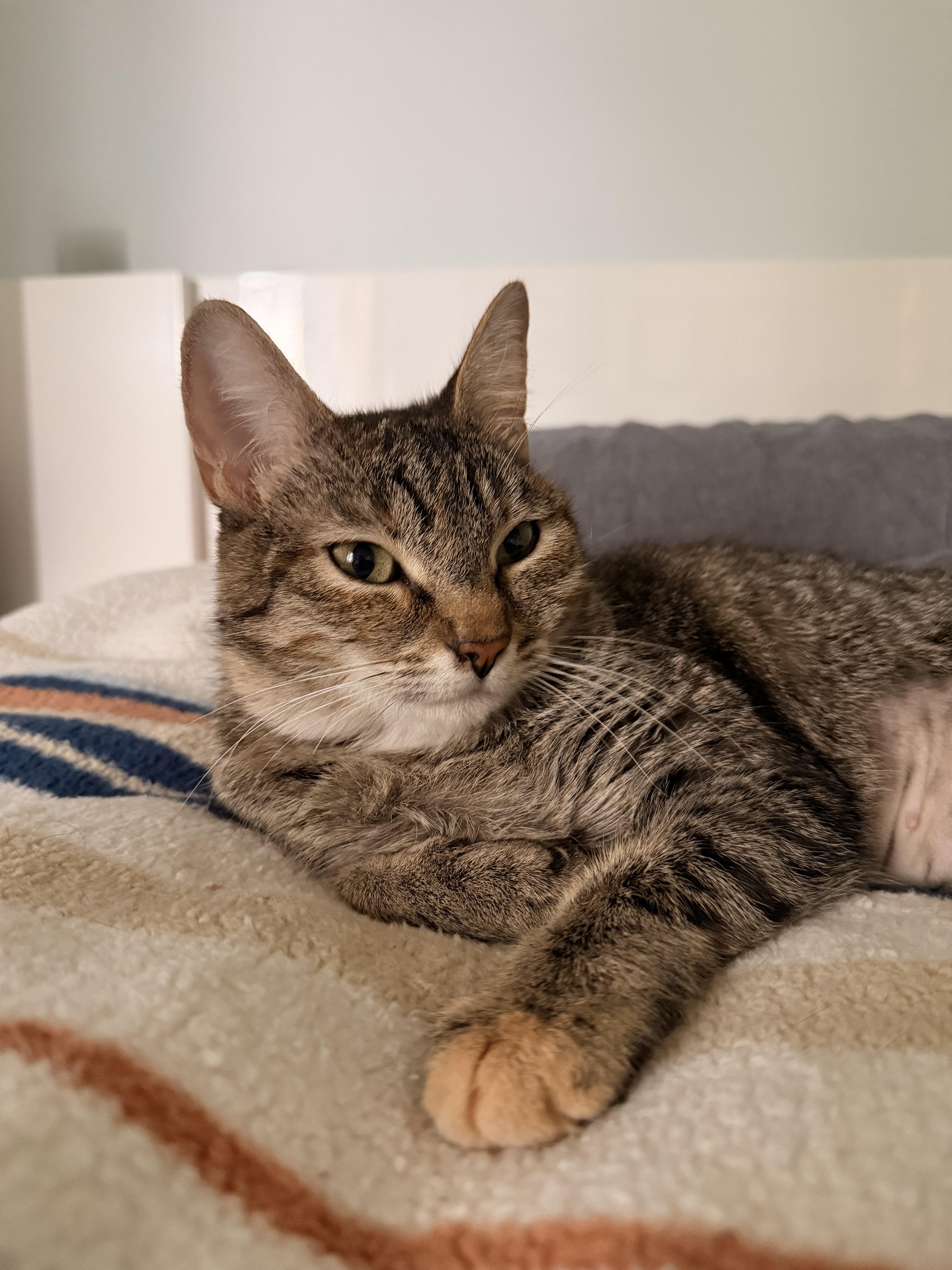 Rotisserie Chicken thumbnail 4