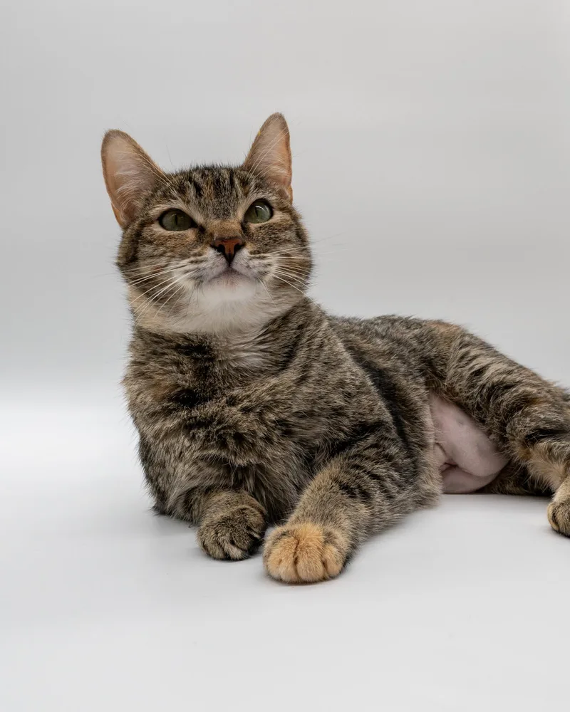 Rotisserie Chicken thumbnail 6