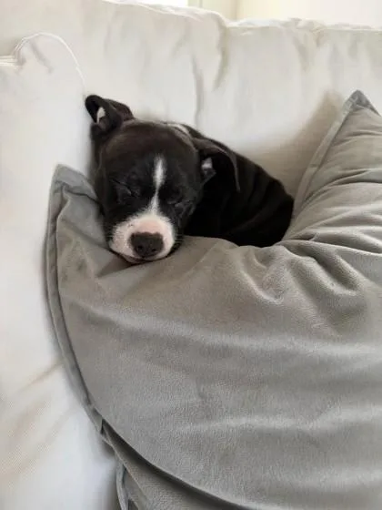 Princesszelda thumbnail 3