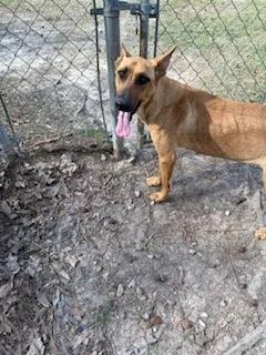 Chandler thumbnail 2