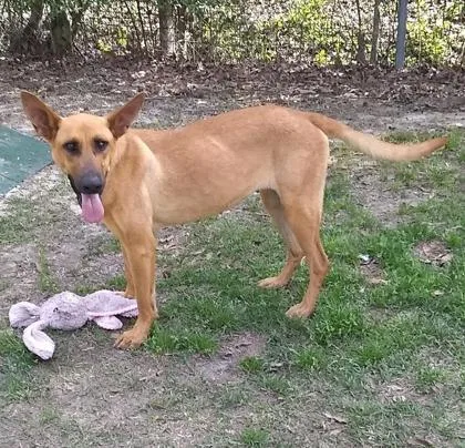 Chandler thumbnail 3