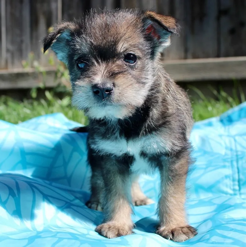 Mr. Tiny Oliver thumbnail 2