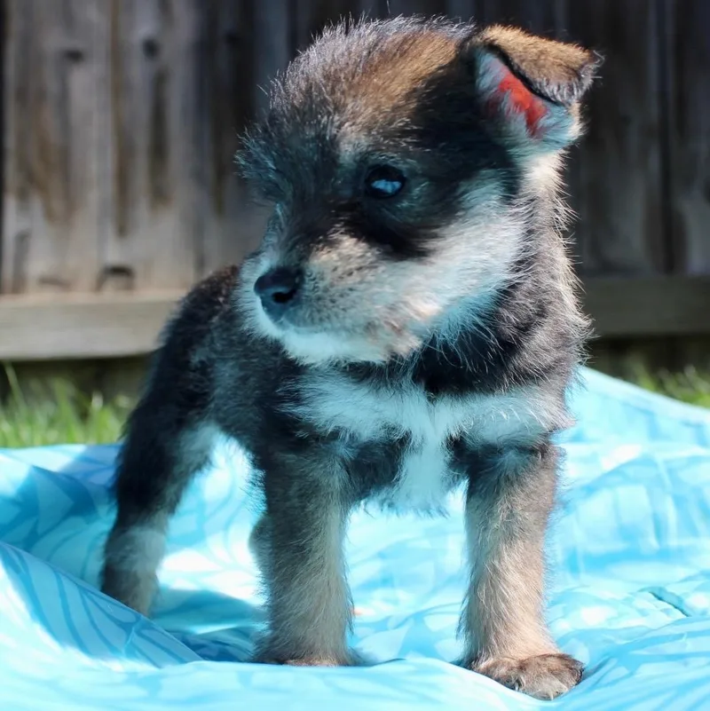 Mr. Tiny Oliver thumbnail 3