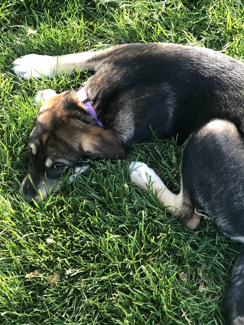 Nala So Il thumbnail 3