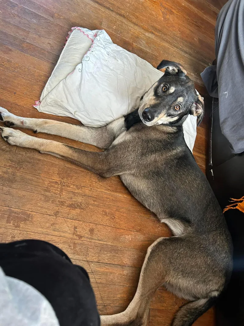 Nala So Il thumbnail 4